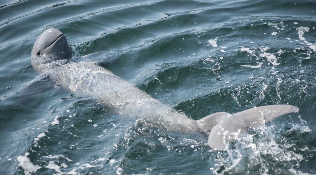 An Irrawaddy dolphin floats on its back on the surface of the water 