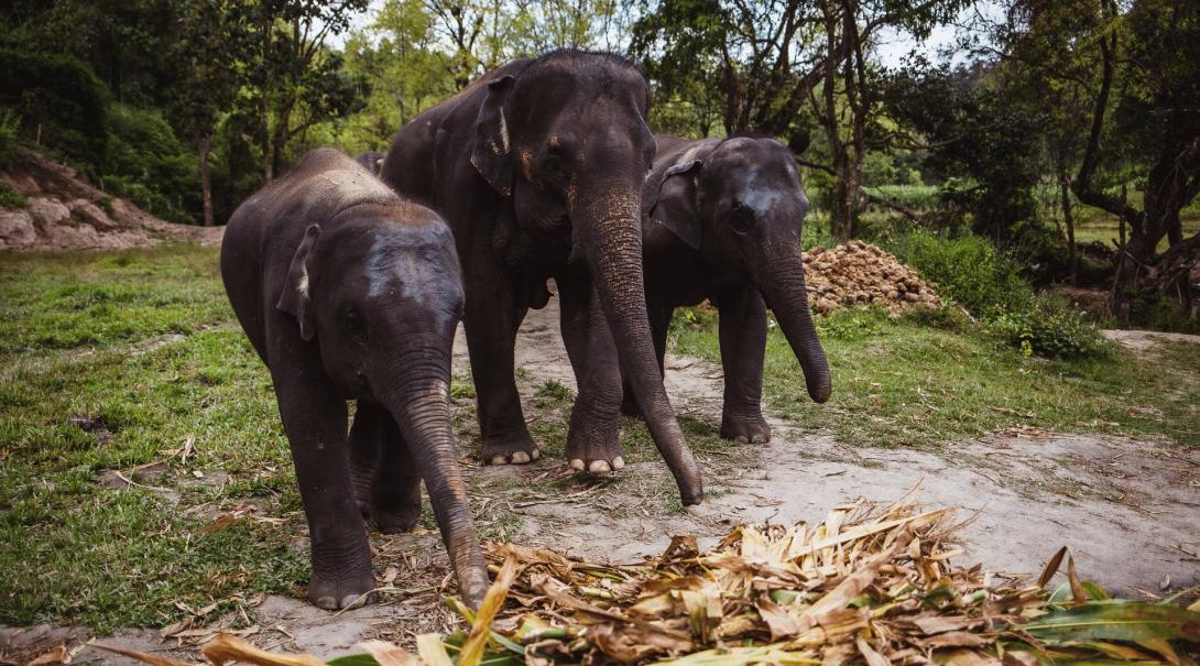 Three elephants walk in a line towards a large pile of leaves at an ethical elephant sanctuary 