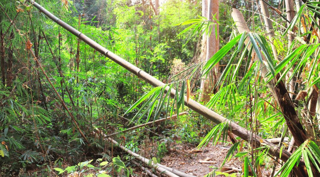 A picture of the thick Thai jungle with bamboo on all sides and falling across a mud path