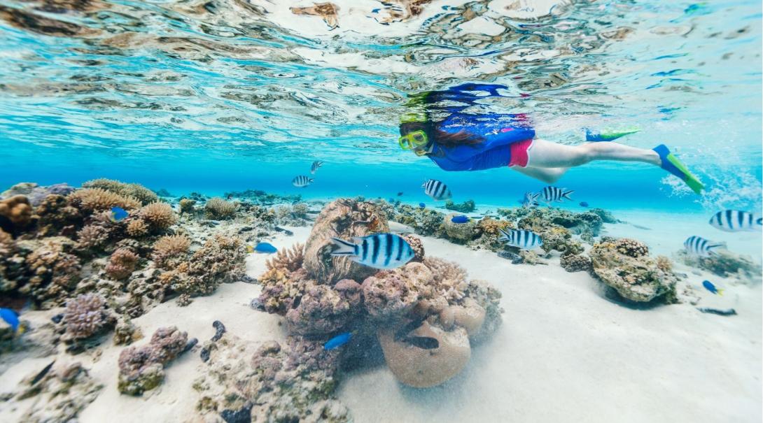 A young woman snorkels in shallow waters above a coral reef with colorful tropical fish swimming all around her