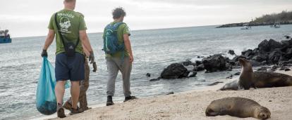 Volunteers clean a beach with sea lions on it