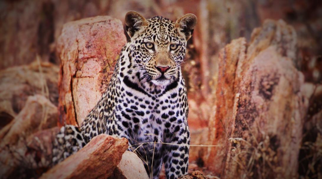 A leopard spotted by volunteers at the Wildlife Conservation Project in Botswana.