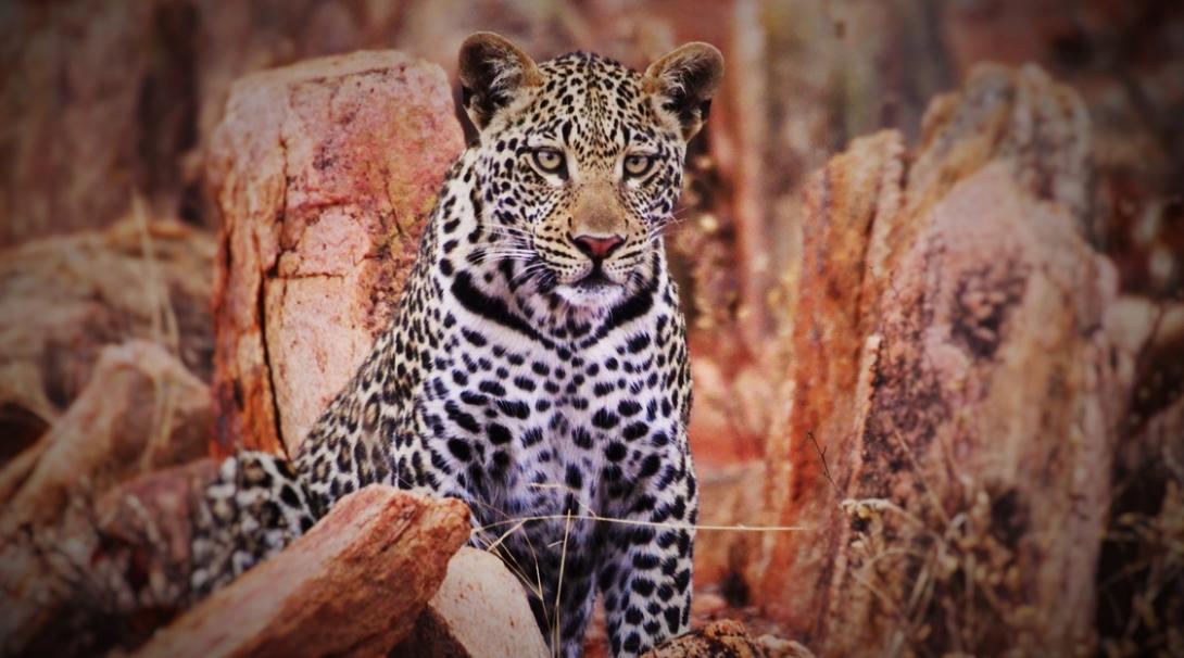 A leopard spotted by volunteers at the Wildlife Conservation Project in Botswana.