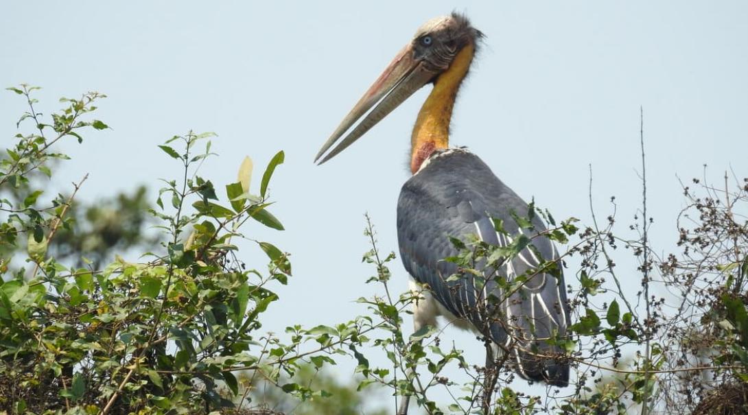 Bird conservation: a lesser adjutant in Nepal