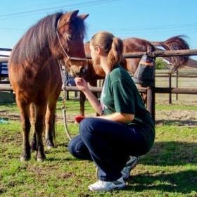 An intern works with a horse on one of our Animal Care internships abroad.