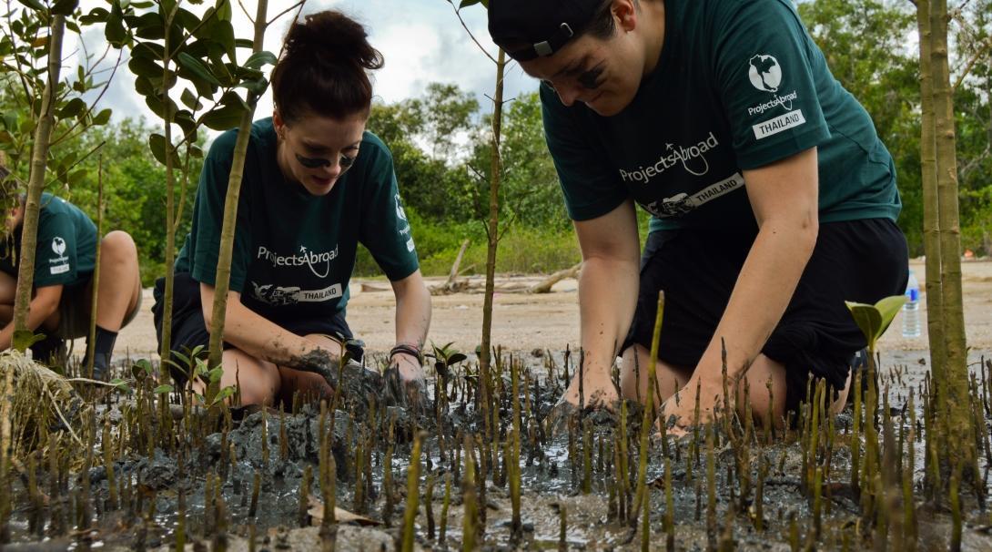 Des écovolontaires participent à des efforts de reforestation de la mangrove pendant leur mission de volontariat en groupe en Thaïlande. 