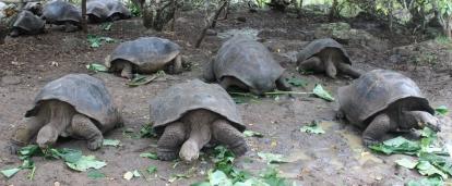 Giant tortoises being fed by Projects Abroad volunteers in Ecuador while volunteering in Galapagos.