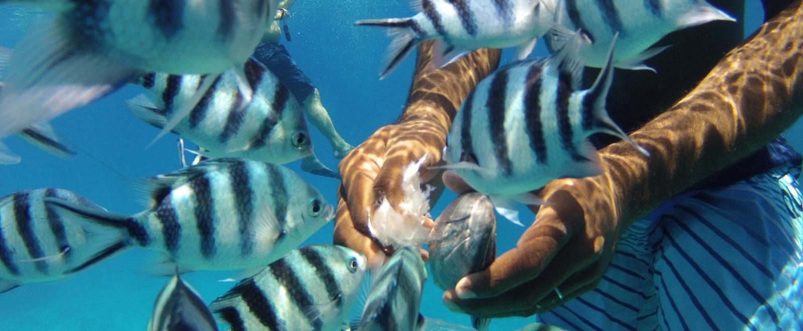 Projects Abroad volunteers take a break to snorkel and feed the fish during their Fiji volunteer programmes.