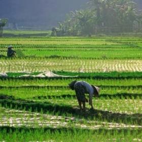 Projects Abroad volunteer opportunities in Vietnam sometime include the working in rice fields.