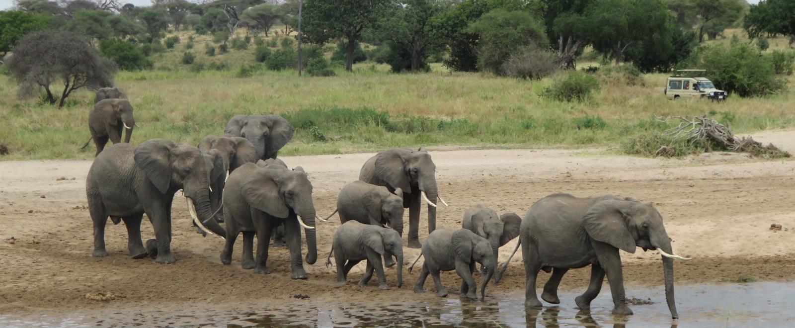 Projects Abroad volunteers in Tanzania can see wildife like elephants during their time overseas.