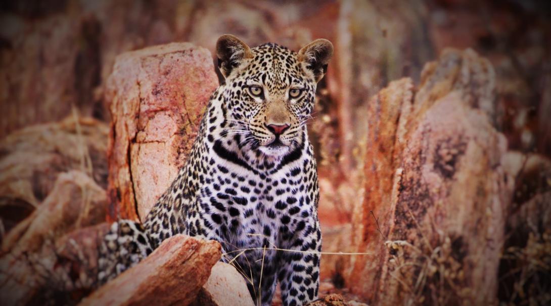 Leopard spotted at our Animal Conservation project in Botswana.