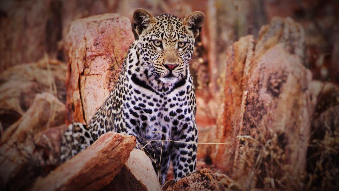A leopard spotted by volunteers at the Wildlife Conservation project in Botswana.