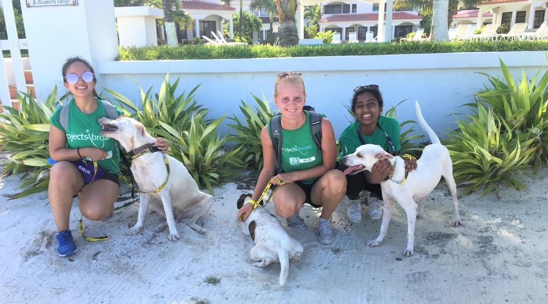 Tre volontärer på en volontärresa utomlands hjälper till med att rehabilitera hemlösa hundar på shelter.