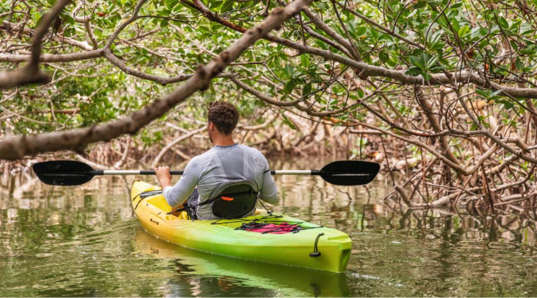 Kayaking in the mangroves