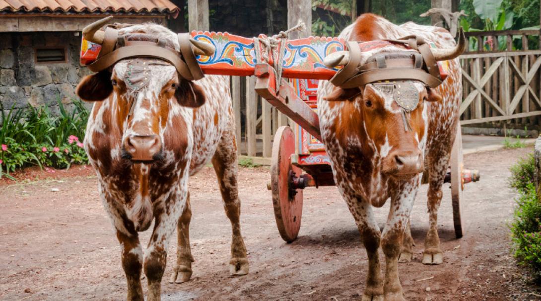 Cows in Costa Rica