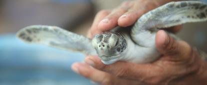 Tortues marines