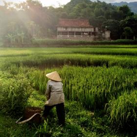 Volunteer in Vietnam