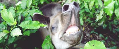 ペルーの動物保護センターで保護された野生動物