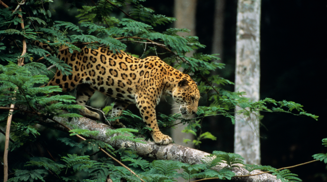 Support conservation projects