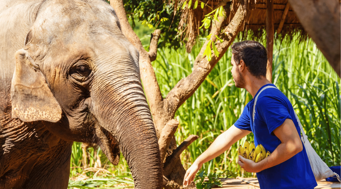 A young man helps feed an elephant at a conservation center