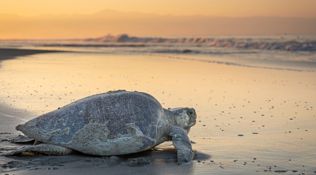 See nesting sea turtles