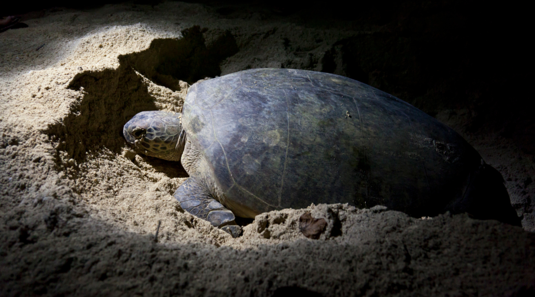 Watch sea turtles nesting