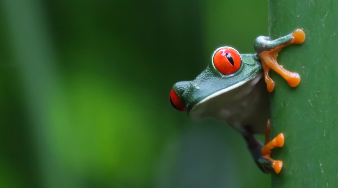 Learn about the rainforest, cloud forest, and island ecosystems