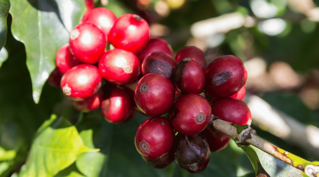 Arabica coffee cherries ready to be harvested