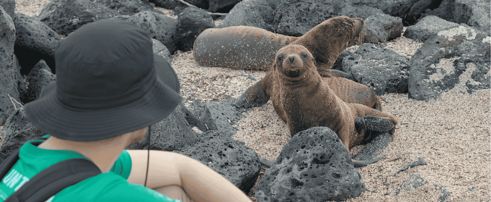 A volunteer locks eyes with a curious sea lion while conducting wildlife surveys in the Galapagos Islands