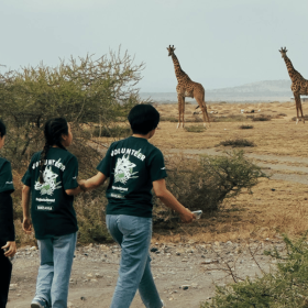 Four Projects Abroad volunteers in the foreground Tanzania walk past a herd of Giraffes who turn to look at them in the background