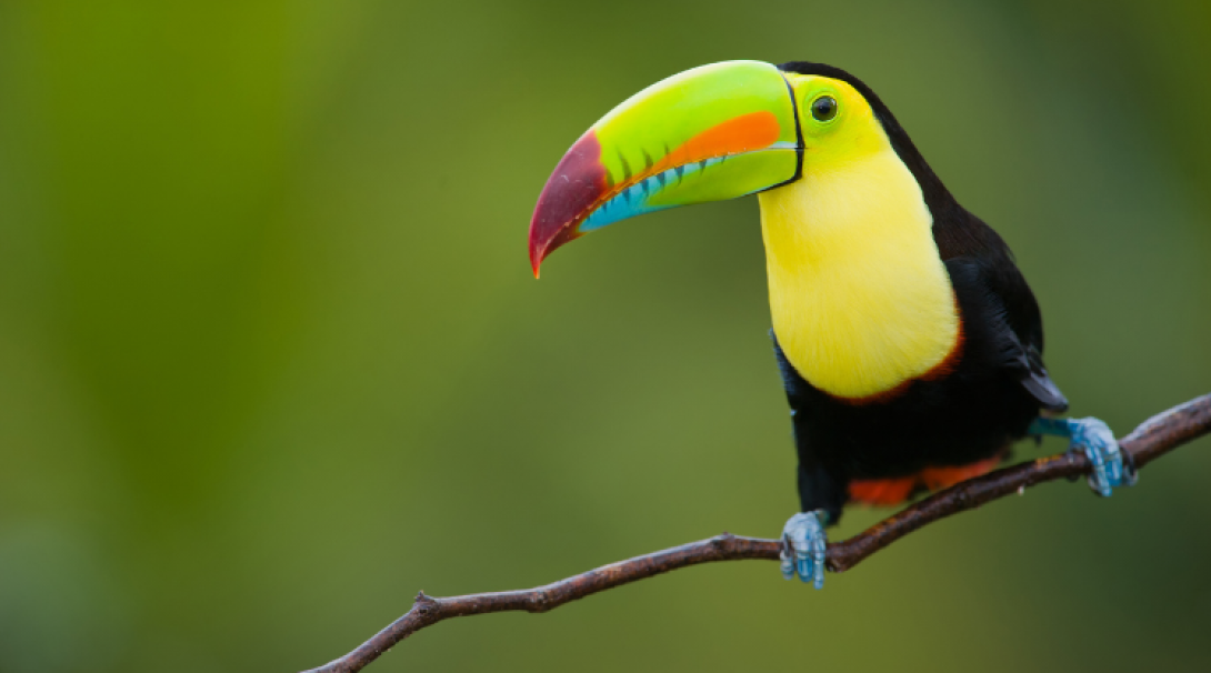 Toucan