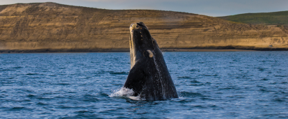 Southern Right whale